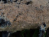  (Thelephora eulateritia - GAVA.653)  @11 [ ] by-nc (2024) Teppo Helo Unspecified