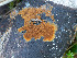  (Odontia - GAVA.661)  @11 [ ] by-nc (2024) Teppo Helo Unspecified