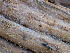  (Repetobasidiaceae - GAVA.665)  @11 [ ] by-nc (2024) Teppo Helo Unspecified