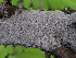  ( - GAVA.677)  @11 [ ] by-nc (2024) Teppo Helo Unspecified