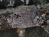  ( - GAVA.678)  @11 [ ] by-nc (2024) Teppo Helo Unspecified