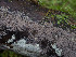  (Thelephora - GAVA.683)  @11 [ ] by-nc (2024) Teppo Helo Unspecified