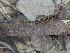  (Tomentella viridibasidia - GAVA.692)  @11 [ ] by-nc (2024) Teppo Helo Unspecified