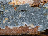  (Byssocorticium - GAVA.758)  @11 [ ] by-nc (2025) Teppo Helo Unspecified