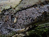  ( - GAVA.792)  @11 [ ] by-nc (2020) Teppo Helo Unspecified