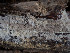  ( - GAVA.796)  @11 [ ] by-nc (2024) Teppo Helo Unspecified