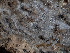  (Amyloxenasma - GAVA.815)  @11 [ ] by-nc (2022) Teppo Helo Unspecified