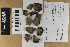  (Peniophora cinerea - H6013901)  @11 [ ] by-nc (2021) Marko Mutanen University of Oulu