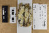  (Skeletocutis delicata - H6014712)  @11 [ ] by-nc (2021) Marko Mutanen University of Oulu