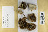  (Coltricia perennis - H6014827)  @11 [ ] by-nc (2021) Marko Mutanen University of Oulu