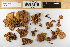  (Flammulina velutipes - H6081954)  @11 [ ] by-nc (2021) Marko Mutanen University of Oulu