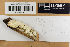  (Oligoporus - H6096502)  @11 [ ] by-nc (2021) Marko Mutanen University of Oulu
