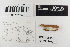  (Phlebia cretacea - H6107065)  @11 [ ] by-nc (2021) Marko Mutanen University of Oulu