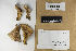  (Pelloporus tomentosus - H7009386)  @11 [ ] by-nc (2021) Marko Mutanen University of Oulu