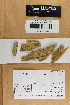  (Tubulicrinis borealis - H7009390)  @11 [ ] by-nc (2021) Marko Mutanen University of Oulu