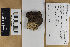  (Mycoacia uda - H7009392)  @11 [ ] by-nc (2021) Marko Mutanen University of Oulu