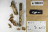  (Phlebia lindtneri - H7009407)  @11 [ ] by-nc (2021) Marko Mutanen University of Oulu