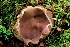  (Sarcosphaera coronaria - TFU.182378)  @11 [ ] by-nc (2008) Jukka Vauras Unspecified