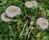  ( - TFU.203423)  @11 [ ] by-nc (2015) Jukka Vauras Unspecified
