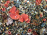  (Rhodotarzetta - TFU.207651)  @11 [ ] by-nc (2008) Jarkko Korhonen Unspecified