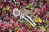  (Inocybe cf. leucoloma - TFU.207981)  @11 [ ] by-nc (2019) Tapio Kekki Unspecified