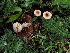  (Crinipellis - TFU.208859)  @11 [ ] by-nc (2019) Jukka Vauras Unspecified
