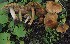  (Pseudosperma squamatum - TFU.209829)  @11 [ ] by-nc (2021) Jukka Vauras Unspecified