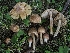  (Pseudosperma rimosum - TFU.209877)  @11 [ ] by-nc (2021) Jukka Vauras Unspecified
