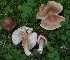  (Inocybe Tardae - TFU.216872)  @11 [ ] by-nc (2023) Jukka Vauras Unspecified
