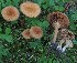  ( - TFU.217010)  @11 [ ] by-nc (2024) Jukka Vauras Unspecified