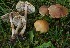  ( - TFU.217012)  @11 [ ] by-nc (2024) Jukka Vauras Unspecified