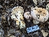  (Lactarius argillaceifolius var. megacarpus - HAY-F-001983)  @11 [ ] Unspecified (default): All Rights Reserved (2023) Stu Pickell FunDiS