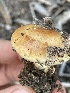  (Pholiota - HAY-F-000266)  @11 [ ] cc-by-nc (2023) Damon Tighe FunDiS