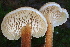  ( - HAY-F-000267)  @11 [ ] cc-by-nc (2023) Damon Tighe FunDiS