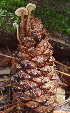  ( - HAY-F-000267)  @11 [ ] cc-by-nc (2023) Damon Tighe FunDiS