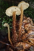  ( - HAY-F-000267)  @11 [ ] cc-by-nc (2023) Damon Tighe FunDiS