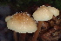  ( - HAY-F-000267)  @11 [ ] cc-by-nc (2023) Damon Tighe FunDiS