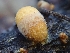  ( - HAY-F-000321)  @11 [ ] CC BY-NC 4.0 (2023) Harte Singer Fungal Diversity Survey