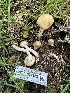  (Agrocybe sp. praecox-IN01 - HAY-F-001222)  @11 [ ] by-nc (2023) Aaron Tupac Fungal Diversity Survey