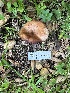  ( - HAY-F-001226)  @11 [ ] by-nc (2023) Aaron Tupac Fungal Diversity Survey