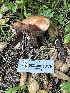  ( - HAY-F-001226)  @11 [ ] by-nc (2023) Aaron Tupac Fungal Diversity Survey