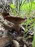  ( - HAY-F-001226)  @11 [ ] by-nc (2023) Aaron Tupac Fungal Diversity Survey
