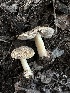  (Inocybe sp. CA19 - HAY-F-005205)  @11 [ ] c (2023) Rudy Diaz Fungal Diversity Survey