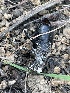  ( - HAY-F-005106)  @11 [ ] by-nc (2023) Damon Tighe Fungal Diversity Survey