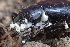 ( - HAY-F-005106)  @11 [ ] by-nc (2023) Damon Tighe Fungal Diversity Survey