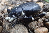  ( - HAY-F-005106)  @11 [ ] by-nc (2023) Damon Tighe Fungal Diversity Survey