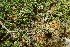  ( - HAY-F-005099)  @11 [ ] by-nc (2023) Damon Tighe Fungal Diversity Survey