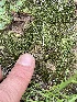  ( - HAY-F-005099)  @11 [ ] by-nc (2023) Damon Tighe Fungal Diversity Survey