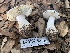  (Leucoagaricus amanitoides - HAY-F-001594)  @11 [ ] by-nc (2023) Bat Vardeh Fungal Diversity Survey