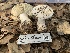  ( - HAY-F-001594)  @11 [ ] by-nc (2023) Bat Vardeh Fungal Diversity Survey